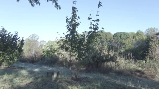 Un nuevo brote de árboles creciendo plantado rodeado de árboles más grandes — Vídeos de Stock