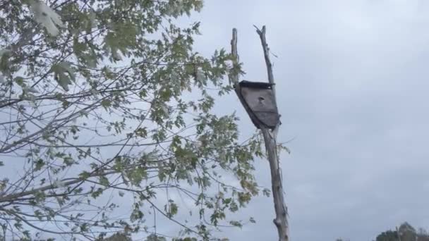 Небольшой птичий домик на закате — стоковое видео