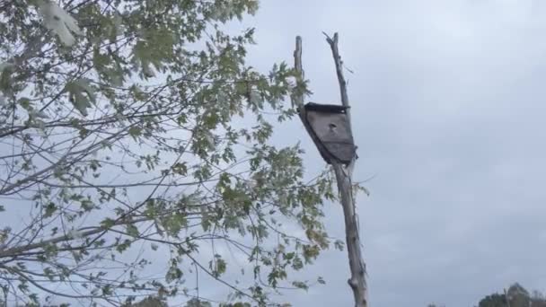 Ein kleines Vogelhaus bei Sonnenuntergang — Stockvideo