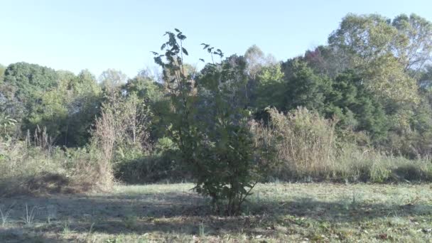Ett nytt träd groddar växer planterade omgiven av större träd — Stockvideo