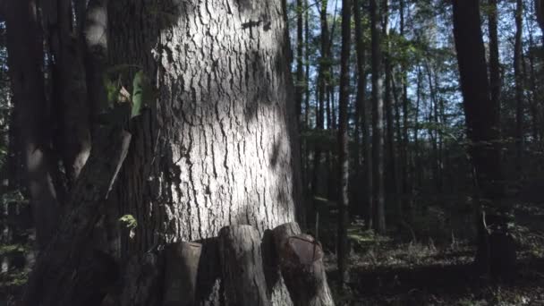 Paprsky Stíny Kůře Stromu Lese — Stock video
