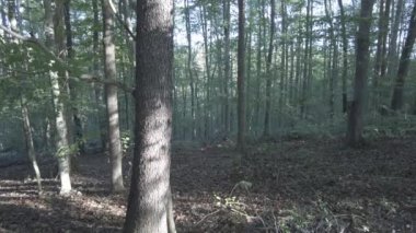 Ormandaki ağaçların arasından geçen güneş ışınları. Yüksek kalite 4k görüntü