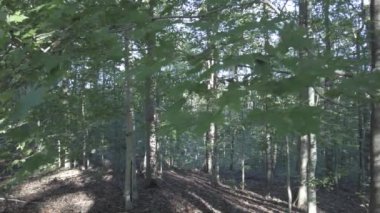 Ormandaki bir ağacın kabuğunda ışınlar ve gölgeler