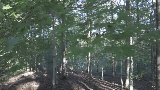 森林里树皮上的树苗和树影 — 图库视频影像
