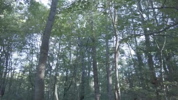 森の中の木々の無限の列ビューのポイントを検索します — ストック動画