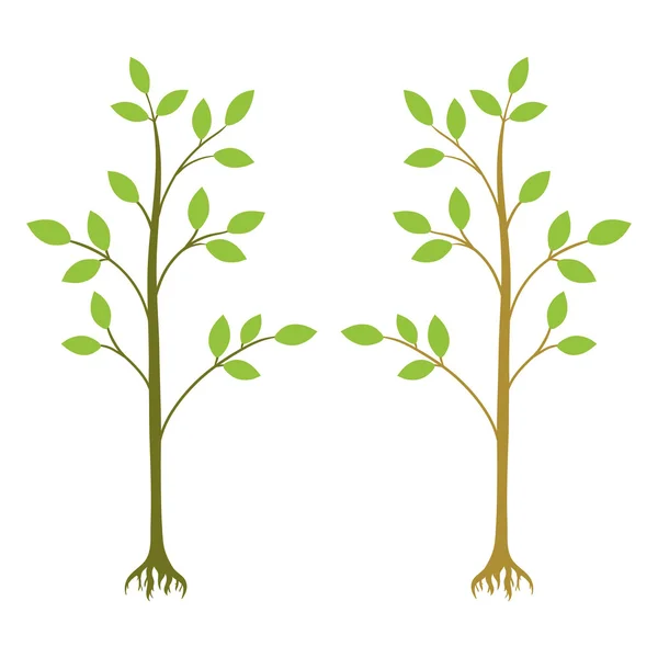 Deux jeunes arbres vecteur — Image vectorielle