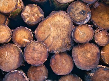İngiltere, Lancashire 'daki ormancılık operasyonlarından sonra istiflenmiş bir yığın çam ağacı gövdesi. Ağaç halkaları görünür..