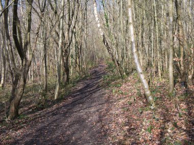 Kış güneşinde ağaçlar ve düşen yapraklar arasında çamurlu bir patika. Chesham 'da, Buckinghamshire' da, İngiltere 'nin güneydoğusunda çekildi..