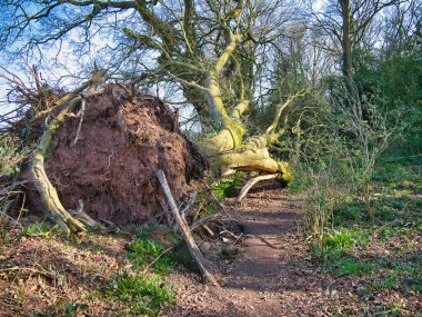 Büyük, olgun bir ağaç fırtınada bir patikayı kapatıyor. Kökleri ve ağaç dallarındaki hasar görülebilir. Kışın güneşli bir günde çekilmiş..