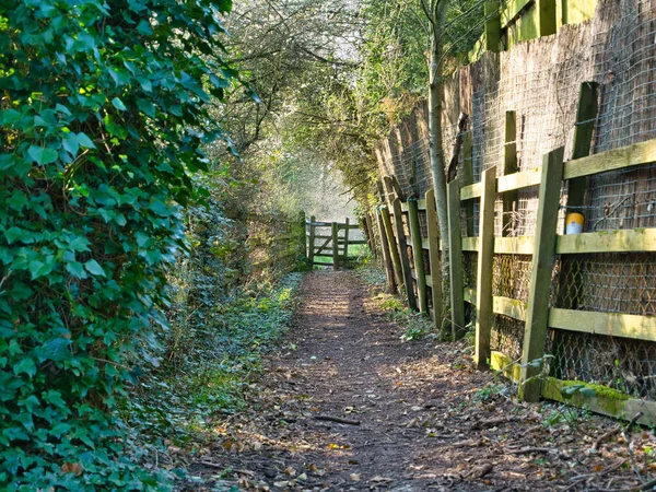 Path Fallen Leaves Trees Weathered Fencing Leading Gate Taken Late — Stock Photo, Image