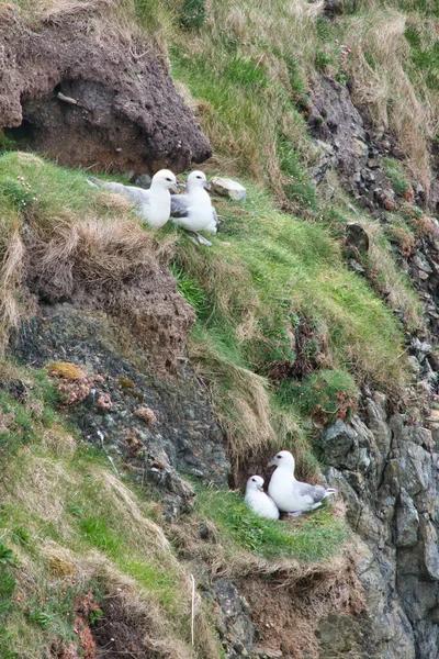 Two Pairs Fulmar Nesting Coastal Ledges Shetland Taken Sunny Day — Stock Photo, Image