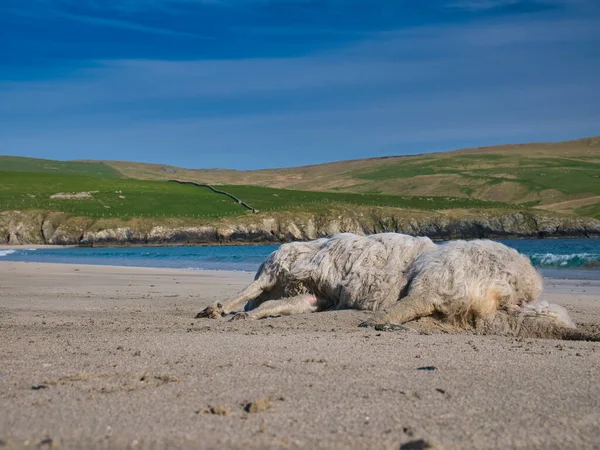 The carcass of a dead sheep washed up on the beach at St Ninian\'s Isle in Shetland, UK. Taken on a sunny day with a blue sky.