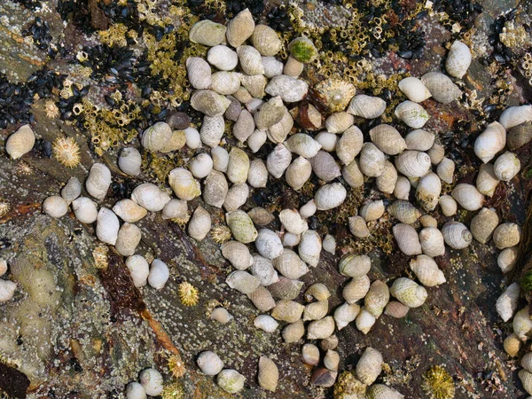 Muchos Pequeños Cachorros Salvajes Que Crecen Una Roca Scousburgh Spiggie — Foto de Stock