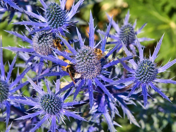 Closeup of bees on bright purple sea holly - eryngium - on a sunny day in summer.