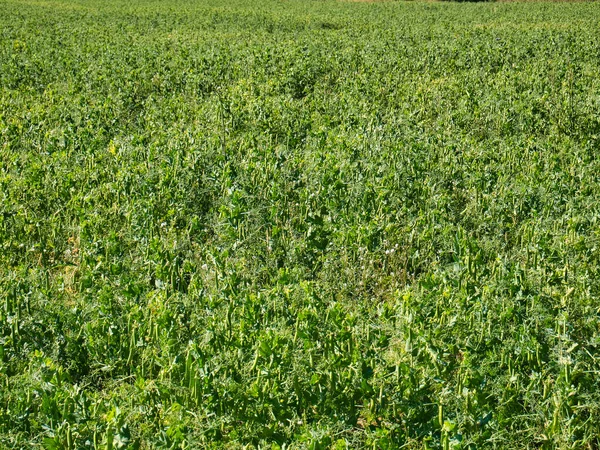 A field of peas in England UK. Taken on a sunny day in summer before harvest.