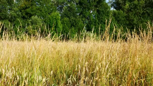 夏の日の微風の中 長い草の静止したショット 土地に取り残されているイギリスの再開発プロジェクトの一環として栽培されていない — ストック動画