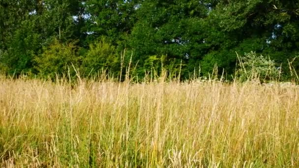 夏の日には薄い風に吹かれながら 長い草がゆっくりと揺れ動きます イギリスの森林再生プロジェクトの一環として耕作されない土地で撮影されました — ストック動画