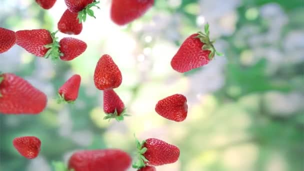 Falling fresh raspberries. — Stock Video