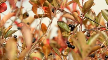 vahşi bilberry