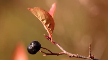 vahşi bilberry