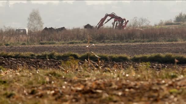 Baggermaschine auf dem Feld — Stockvideo