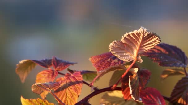 Red and orange leaves — Stock Video