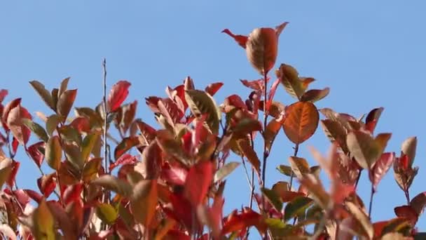 Galhos de folhas vermelhas — Vídeo de Stock