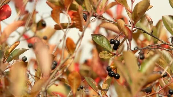 Arándano silvestre — Vídeos de Stock