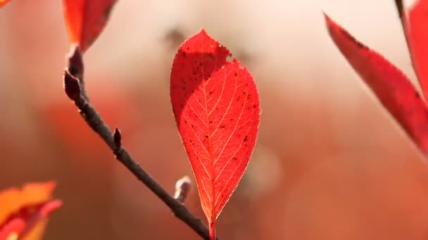 Red leaves on the twig — Stock Video