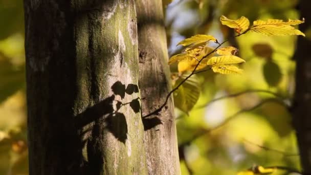 Yellow leaves on the tree — Stock Video