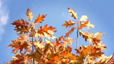 Ağaçtaki renkli yapraklar