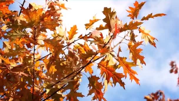 Bunte Blätter am Baum — Stockvideo