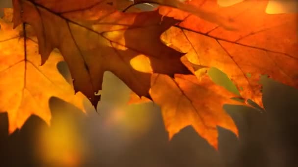 Hojas marrones en el árbol — Vídeos de Stock