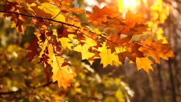 Bomen in de wind — Stockvideo