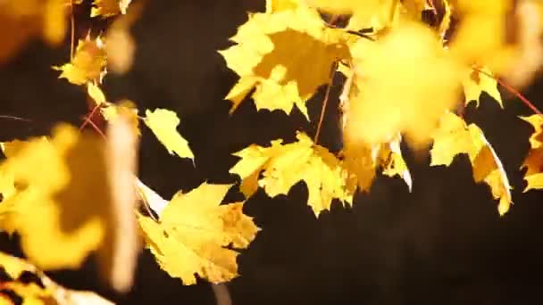 Gelbe Blätter im Wind — Stockvideo