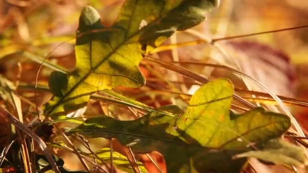 Oaken lämnar i gräset — Stockvideo