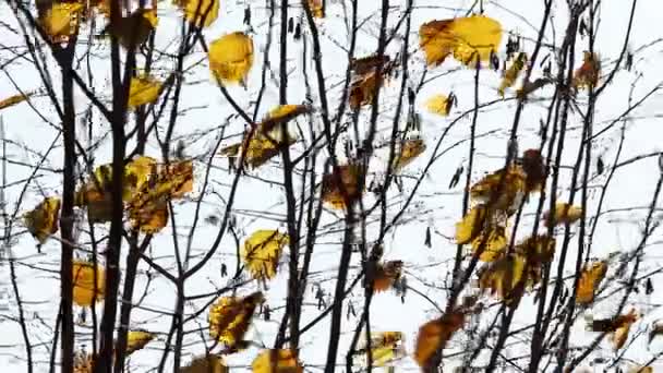Сухие листья на ветру — стоковое видео