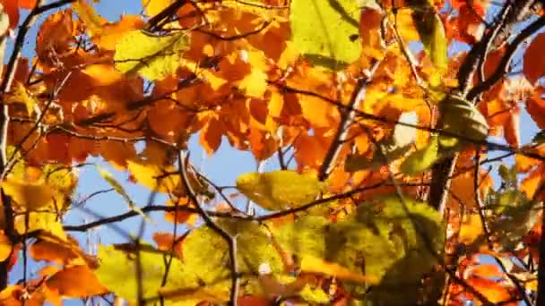 Bunte Blätter am Baum — Stockvideo