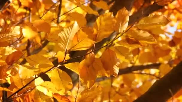 Gelbe Blätter am Baum — Stockvideo