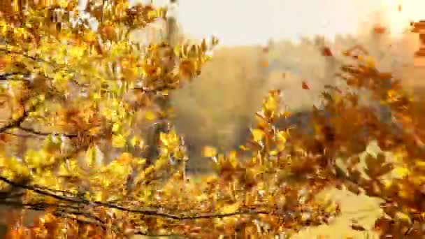 Різнобарвні листя на вітрі, — Stok video