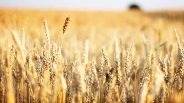 Cultivo de cereales dorado — Vídeos de Stock