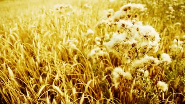 Суха трава на лузі — стокове відео