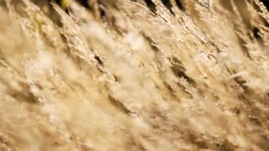 çayır üzerinde kuru ot