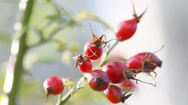 Buds of the wild rose — Stock Video