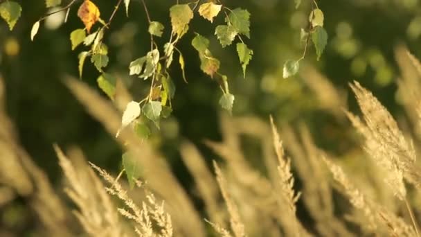 Lames d'herbe dans le vent