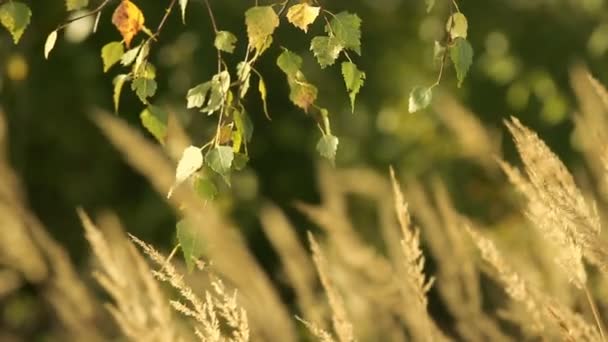 Grassprieten in de wind — Stockvideo