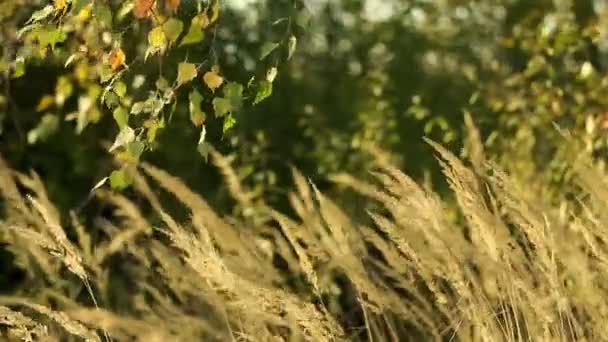 Grassprieten in de wind — Stockvideo