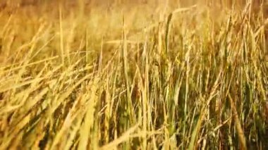 Rüzgarda kurumuş çimenler