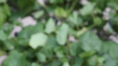 Adam şeftali bir kadına verir.