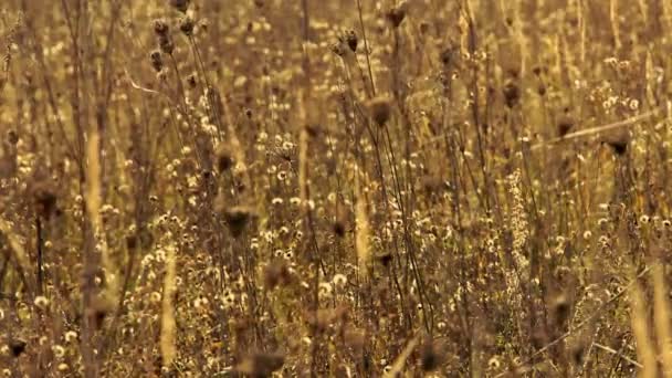 Plantas secas en el prado — Vídeo de stock
